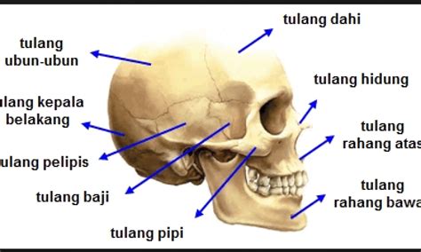 Kelompok tulang pipih | Murderer