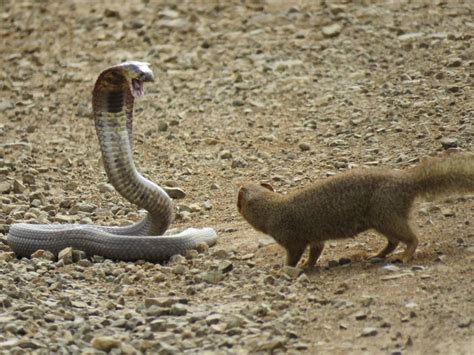 Mongoose fighting a cobra (mongoose won) : natureismetal