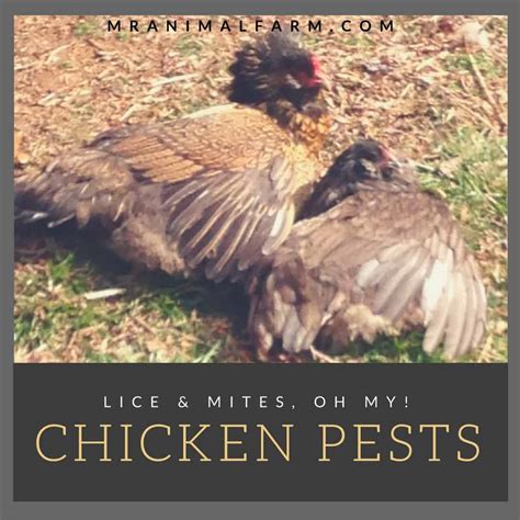 Chicken Pests: Lice & Mites, Oh My! - How to Identify & Treat ...