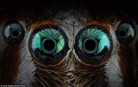 Eerie close up photos of JUMPING spiders eyes will send you running ...