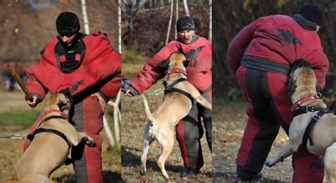 How to Train a Bullmastiff to Be a Guard Dog. Basic Knowledge