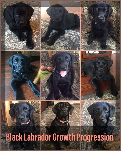 Black labrador growth progression | Labrador puppy training, Black ...