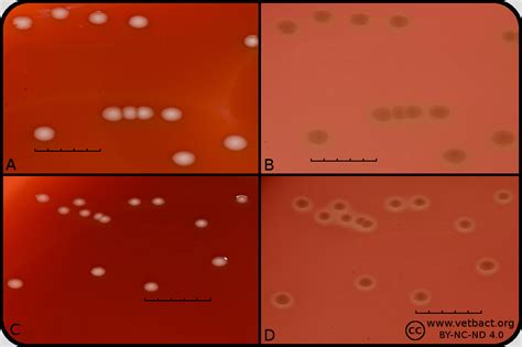 Streptococcus suis