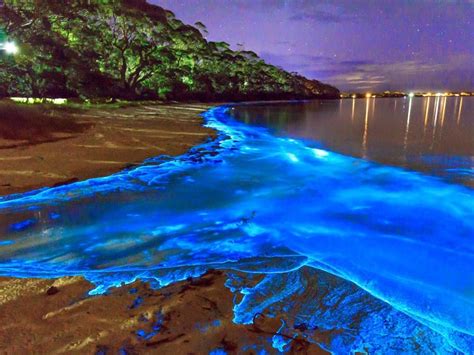 Luminous Lagoon, Trelawny, Jamaica | Jamaica travel, Jamaica, Jamaica vacation