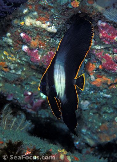 Batfish – image gallery | marine species information | diving photos | underwater videos