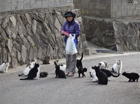 Tashirojima: The Japanese Cat Island