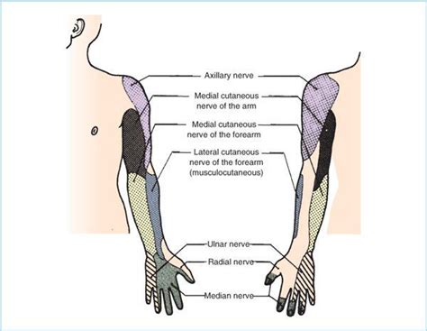 Brachial Plexus Nerve Dermatome