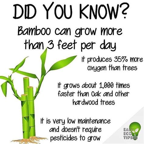 Bamboo facts! - Bamboo is a great plastic alternative, due to how ...