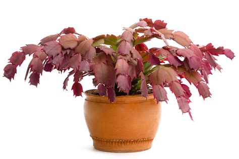 5 Reasons for Christmas Cactus Leaves Turning Purple | Succulent Alley