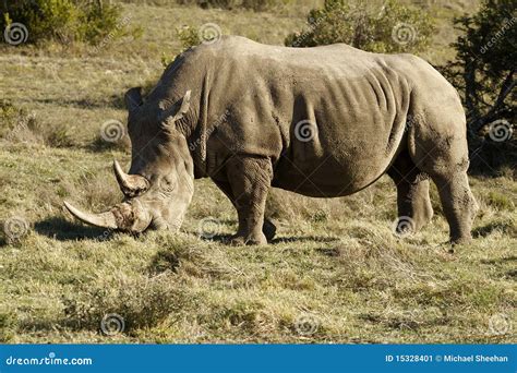 White Rino Grazing Stock Image - Image: 15328401