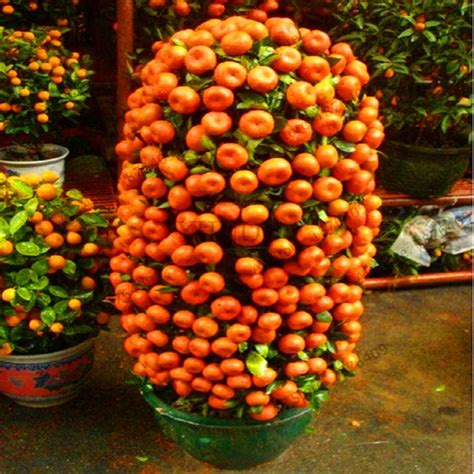 Big Sale!10 /Bag Bonsai Orange Tree garden Organic Fruit Tree flores ...