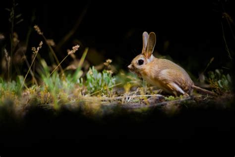 Jerboa Pictures - AZ Animals