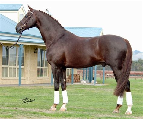 Hope and Horses: Horse Color Genetics: Seal Bay