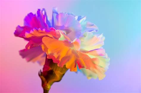 NEON FLOWERS :: Behance