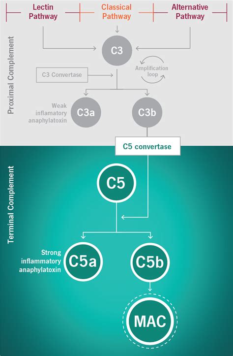 ULTOMIRIS® (ravulizumab-cwvz) | Disease State Information