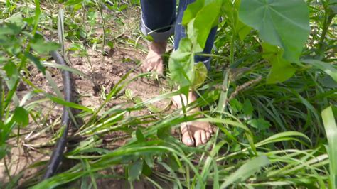 Knotbusters: Barefoot Farm Girl