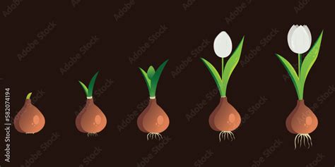 Life cycle of a tulip plant. Growth stages from bulb to adult flowering plant. Growth and ...