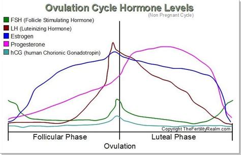 The Female Ovulation Cycle