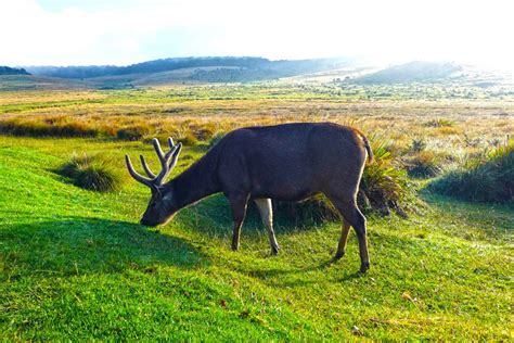 Magical Horton Plains Trekking | Trekking in Horton Plains