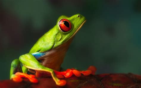 Frog Macro wallpaper | 1680x1050 | #13187