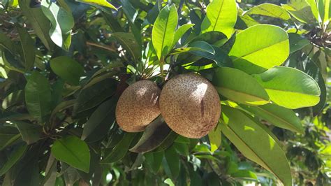 Health Benefits of Sapodilla (Sapota) Fruit For Beauty and Body Healthy - Fruits Health