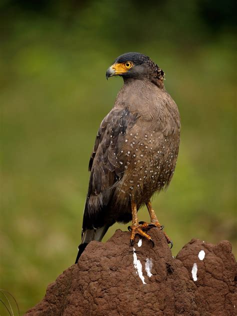 Crested Serpent eagle | Crest, Raptor bird of prey, Serpent