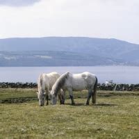 Eriskay Pony pictures | Animal Photography Stock Photos | Image Library of Cat pictures, Dog ...