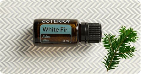 White Fir Essential Oil Uses and Benefits | White fir essential oil, Essential oil uses ...