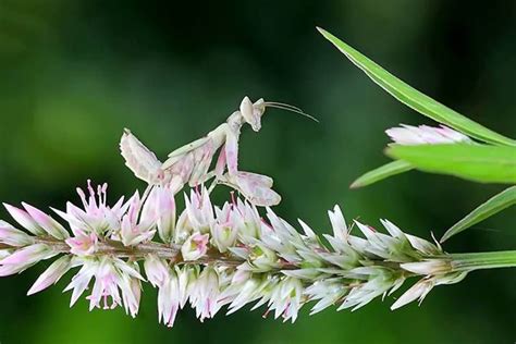 A very well camouflaged praying mantis Camoflage, Praying Mantis, See ...