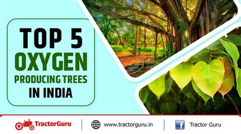 Top 5 Oxygen Trees - Top 5 Oxygen Producing Trees in India