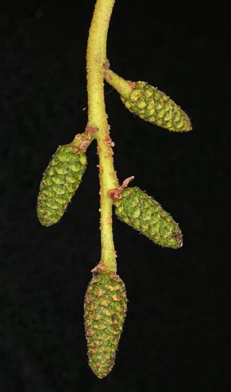 Alnus rubra – Flora of Eastern Washington and Adjacent Idaho