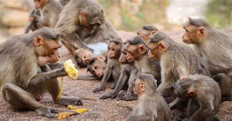 Greedy monkey teases his pals by refusing to share a stolen banana | Monkeys funny, Animals, Baboon