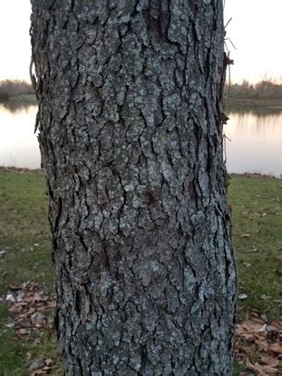 Black Cherry (Prunus serotina) - Learning Stations at Ariel Foundation Park