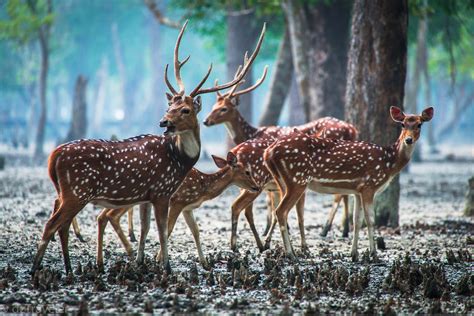 A view of Sundarban in a winter morning! Bangladesh | Mangrove forest, Wildlife photography ...