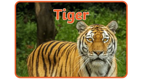 What is a Tiger? | Tiger Facts for Kids | Twinkl - Twinkl