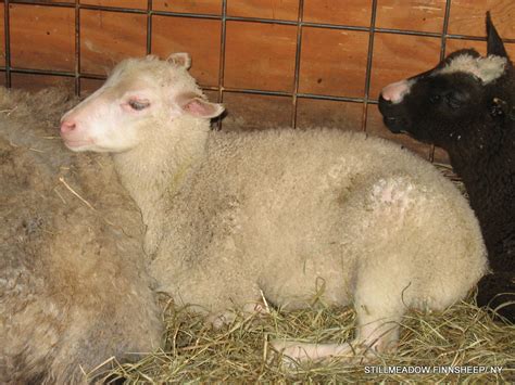 StillmeadowFinnsheep-Lambs