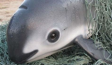 Featured Creature: The Vaquita | Blog | Nature | PBS