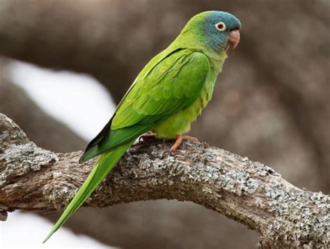 Blue-headed Parrot (Pionus menstruus) :: Pajaros Arnaiz for professionals