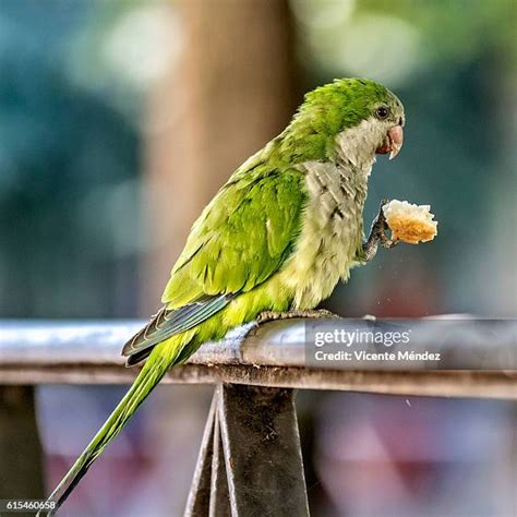 14 Cotorra Argentina Stock Photos, High-Res Pictures, and Images - Getty Images