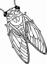 Cicada Coloring Pages sketch template