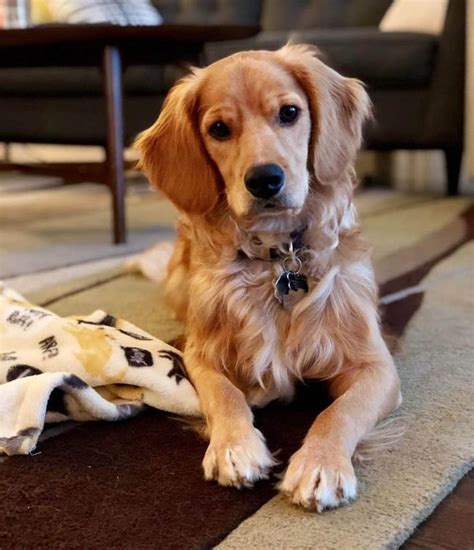 Meet The Golden Cocker Retriever: The Forever Puppy - Animalso | Forever puppy, Golden cocker ...