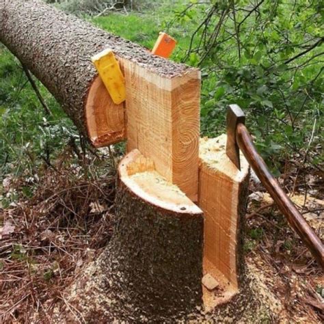 Impressive tree falling skills ???? #diywoodwork | Tree felling, Wood projects, Woodworking