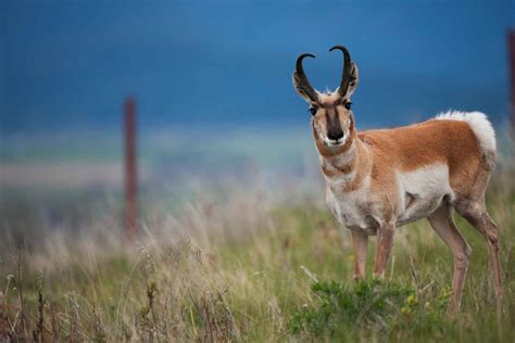 Focus Areas | Wyoming Wildlife Foundation