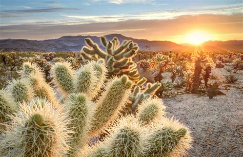 How to Plan a Perfect Trip to Joshua Tree National Park