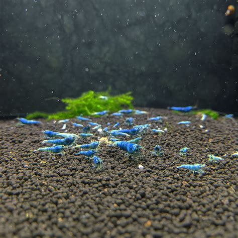 Blue Bolt Shrimp - Lucky Aquatics