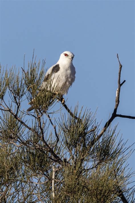 Black-shouldered Kite | BirdForum