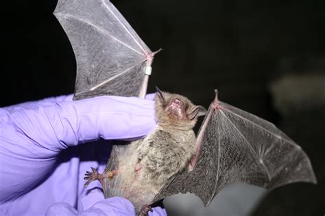 Researcher inspects gray bat for signs of WNS | credit: USFW… | Flickr