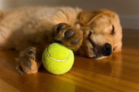 Fun Pictures of Dogs and Tennis Balls