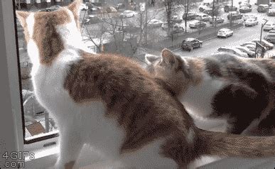 KOLEKSI GIF KUCING YANG COMEL - Pencinta Kucing - Pencinta Haiwan ...