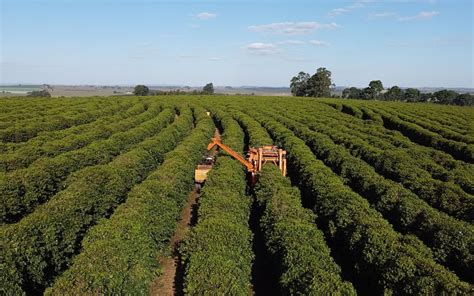 Brazil 2023 Coffee Harvest: The Country Is Back to Business (as Usual)